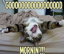 Image result for Good Morning Funny Cartoon Cats