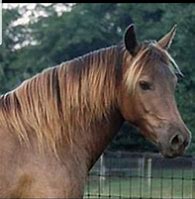 Image result for Silver Smokey Black Horse