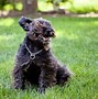 Image result for Adidas Dog Collar