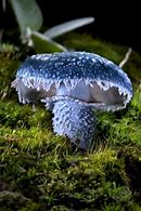 Image result for Real Mushrooms