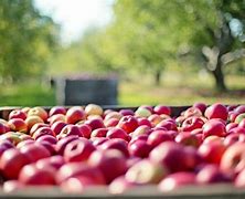Image result for Organic Farming Pros and Cons