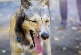 Image result for Dog Coughing