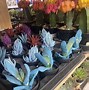 Image result for Lowe's Outside Plants