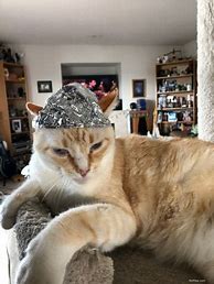 Image result for Cat Tin Foil Hat Blocking Signal