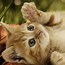 Image result for Live Wallpaper for Laptop Cat Cute