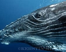 Image result for Humpback Whale Eye
