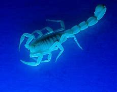 Image result for Scorpion Full Body Animal