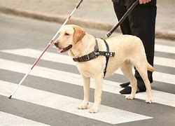 Image result for Blind Guide Dog
