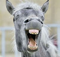 Image result for Funny Horse Smile