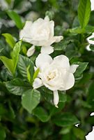 Image result for August Beauty Gardenia