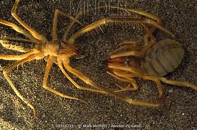Image result for Wind Scorpion