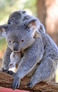 Image result for Australia Zoo