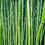Image result for Multiplex Bamboo, 4-5 Ft- Cold Hardy Screen With A Tropical Feel