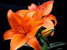 HD Wallpapers: Lily Flowers Photos