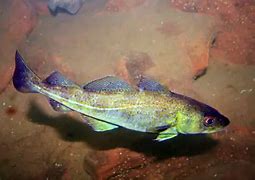 Image result for North Atlantic Cod