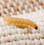 Image result for Webbing Clothes Moth Larvae