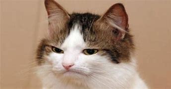 Image result for Meh Face Cat