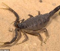 Image result for Scorpion Exoskeleton