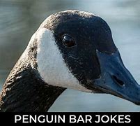 Image result for Penguin Bar Jokes