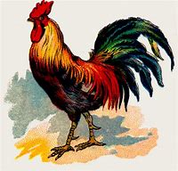 Image result for Rooster Images Free