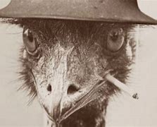 Image result for Great Emu War Casualties