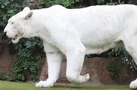 Image result for Albino Panther