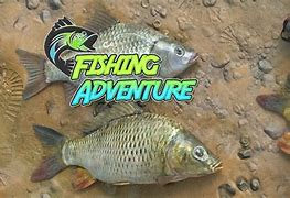 Image result for Fish Games for Nintendo Switch