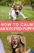 Image result for Keep Calm and Go Crazy Puppy