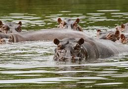 Image result for Removing Pablo Escobar hippos
