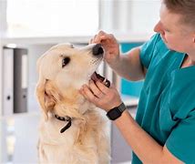 Image result for Dog Teeth Cleaning