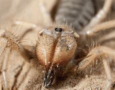 Image result for Spider Scorpion Hybrid