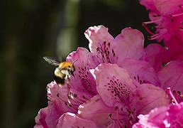Image result for Bee Tree