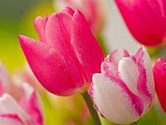 Image result for Tulip Wallpaper for Kindle