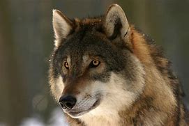 Image result for Wolf Head
