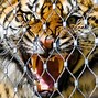 Image result for Tiger Enclosure