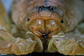 Image result for Scorpion Mouth