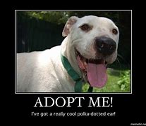 Image result for Adopted Dog Funny