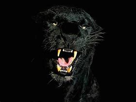 Image result for Black Panther Tiger