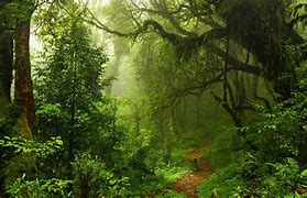 Image result for Forest Wallpaper HD