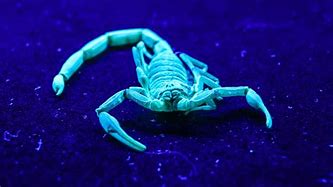 Image result for Neon Scorpion