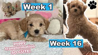 Image result for 6 Week Old Maltipoo Puppy