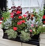 Image result for Plant Ideas for Window Boxes