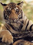 Image result for WWF Tiger