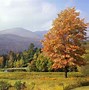 Image result for Fall Trees
