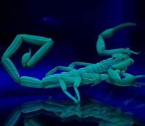 Image result for Glow in the Dark Scorpions