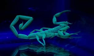 Image result for Scorpion Glow in Dark