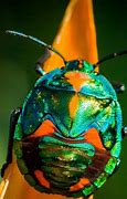 Image result for Colorful Bugs