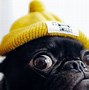 Image result for Girly Pug Wallpapers for Kindle Fire