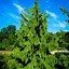Image result for Weeping Cedar Tree Varieties