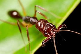 Image result for Ant Species